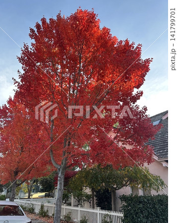 A serene forest path lined with trees showcasing vibrant autumn foliage in red, yellow, and orange hues. A peaceful seasonal landscape capturing the essence of fall. A serene forest path lined with trees showcasing vibrant autumn foliage in red, yellow, and orange hues. A peaceful seasonal landscape capturing the essence of fall. 141799701