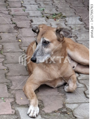 dog on the street dog on the street 141799763