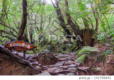 屋久島白谷雲水峡 神が宿る苔むす森(秋 屋久島白谷雲水峡 神が宿る苔むす森(秋 141799841
