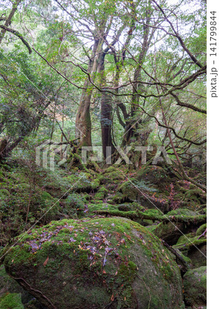 屋久島白谷雲水峡 神が宿る苔むす森(秋 屋久島白谷雲水峡 神が宿る苔むす森(秋 141799844