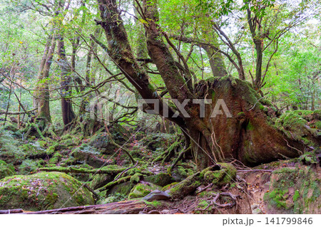 屋久島白谷雲水峡 神が宿る苔むす森(秋 屋久島白谷雲水峡 神が宿る苔むす森(秋 141799846
