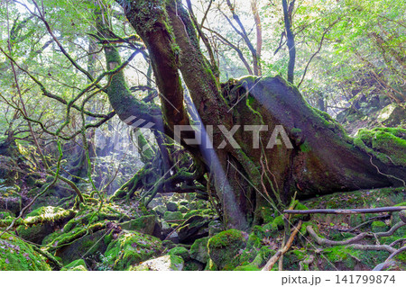 屋久島白谷雲水峡　神が宿る苔むす森(秋 141799874