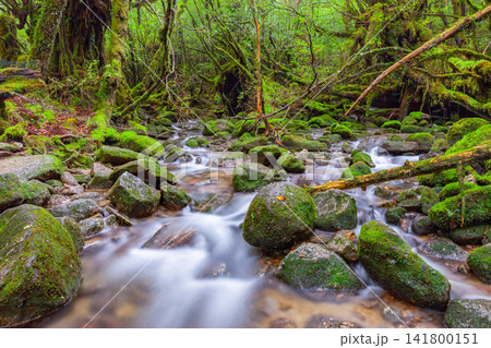 屋久島白谷雲水峡 苔がきれいな沢(秋 屋久島白谷雲水峡 苔がきれいな沢(秋 141800151