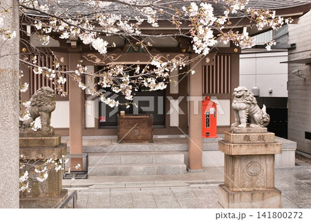 桜 狛犬 桜 狛犬 141800272