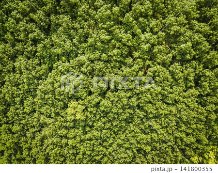 Aerial view forest tree environment forest nature background green tree top view forest from above Aerial view forest tree environment forest nature background green tree top view forest from above 141800355