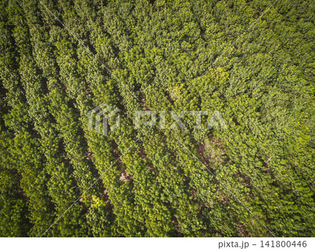 Aerial view forest tree rubber tree leaves environment forest nature background, Texture of green tree top view forest from above, rubber tree plantation Aerial view forest tree rubber tree leaves environment forest nature background, Texture of green tree top view forest from above, rubber tree plantation 141800446