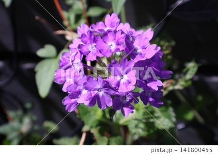 紫色のランタナの花 141800455