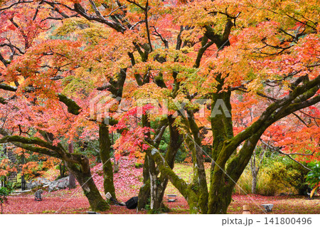 京都　宝厳院　獅子吼の庭　秋の美しい紅葉（京都府京都市右京区） 141800496