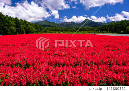 赤いサルビアの花と八ヶ岳 赤いサルビアの花と八ヶ岳 141800582