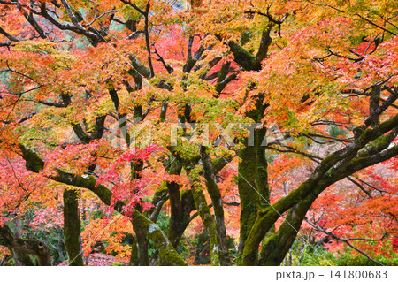 京都 宝厳院 獅子吼の庭 秋の美しい紅葉(京都府京都市右京区) 京都 宝厳院 獅子吼の庭 秋の美しい紅葉(京都府京都市右京区) 141800683
