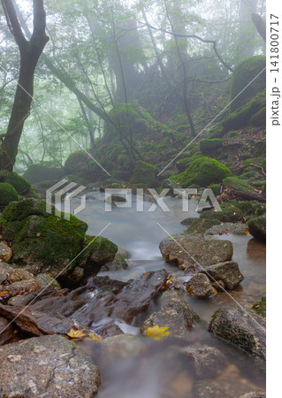 屋久島白谷雲水峡 神が宿る渓谷(秋 屋久島白谷雲水峡 神が宿る渓谷(秋 141800717