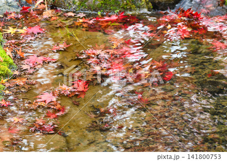 京都 宝厳院 獅子吼の庭 秋の美しい紅葉(京都府京都市右京区) 京都 宝厳院 獅子吼の庭 秋の美しい紅葉(京都府京都市右京区) 141800753