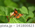 ウラギンシジミ 141800823