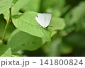 ウラギンシジミ 141800824