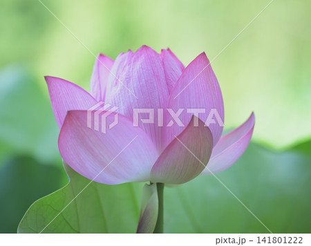 夏の光に咲く淡いピンクの蓮の花 夏の光に咲く淡いピンクの蓮の花 141801222
