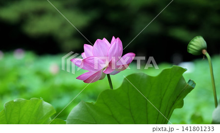 夏の光に咲く淡いピンクの蓮の花 141801233