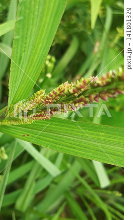 fresh green grass with water drops fresh green grass with water drops 141801329