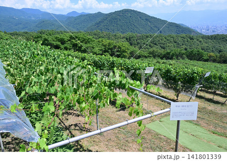 真夏の登美の丘ワイナリーぶどう畑 山梨県甲斐市 真夏の登美の丘ワイナリーぶどう畑 山梨県甲斐市 141801339