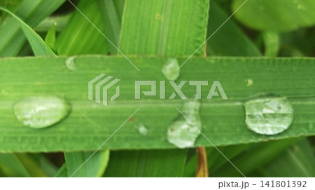 drop on leaf drop on leaf 141801392