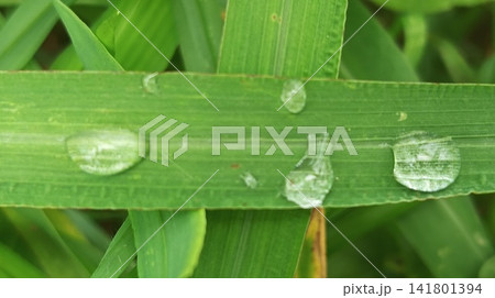 water drops on leaf 141801394