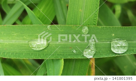 water drops on leaf water drops on leaf 141801395