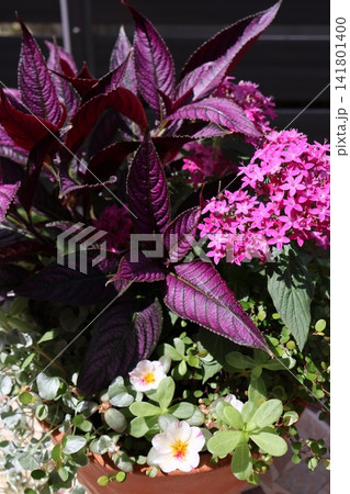 ペンタスとカラーリーフの寄せ植え ペンタスとカラーリーフの寄せ植え 141801400