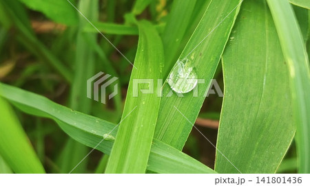 grass with dew drops grass with dew drops 141801436