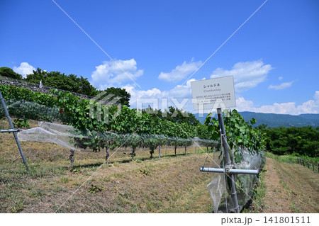 真夏の登美の丘ワイナリーぶどう畑 山梨県甲斐市 真夏の登美の丘ワイナリーぶどう畑 山梨県甲斐市 141801511