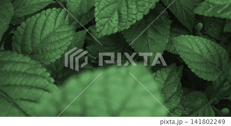 Lush Green Foliage and Textured Leaves Background 141802249