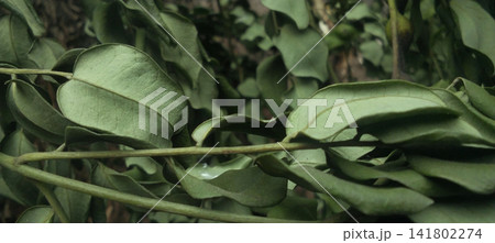 Green curry leaves curve on slender stalks. Green curry leaves curve on slender stalks. 141802274