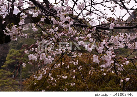六義園 桜 六義園 桜 141802446