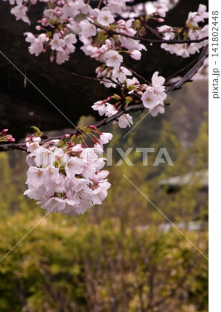 六義園 桜 六義園 桜 141802448