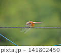 けもの除けの網にとまった赤とんぼ 141802450