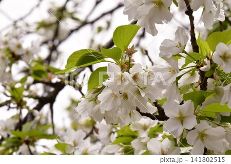 桜 桜 141802515