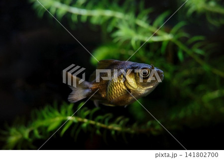 Golden Glow Goldfish in Aquarium(黄金に輝く水槽の金魚) Golden Glow Goldfish in Aquarium(黄金に輝く水槽の金魚) 141802700