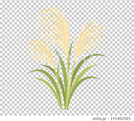 Pampas grass, flat illustration Pampas grass, flat illustration 141802885