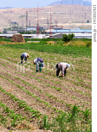Farmers planting or weeding in an open agricultural field 141802921