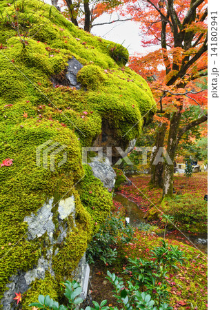 京都 宝厳院 獅子吼の庭 獅子岩と秋の美しい紅葉(京都府京都市右京区) 京都 宝厳院 獅子吼の庭 獅子岩と秋の美しい紅葉(京都府京都市右京区) 141802941