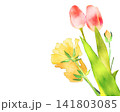 水彩風のカラフルなチューリップのイラスト 141803085