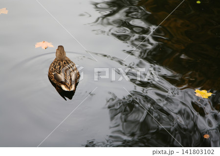 Mallard Duck Swimming on Calm Water with Floating Autumn Leaves 141803102
