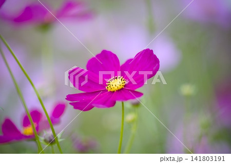 ピンク色のコスモスの花 ピンク色のコスモスの花 141803191