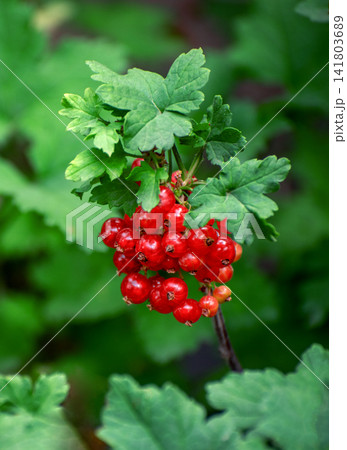 Ripe red currants nestled among lush green leaves Ripe red currants nestled among lush green leaves 141803689