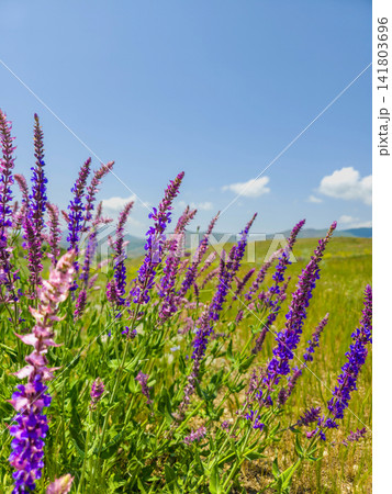 Lavender field sways in summer breeze under blue sky Lavender field sways in summer breeze under blue sky 141803696