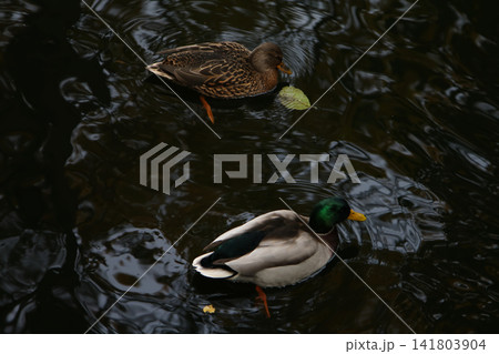 Male and Female Mallard Ducks Swimming in Dark Reflective Rippling Water Male and Female Mallard Ducks Swimming in Dark Reflective Rippling Water 141803904