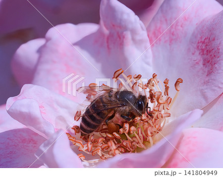 薔薇の花にミツバチ 141804949