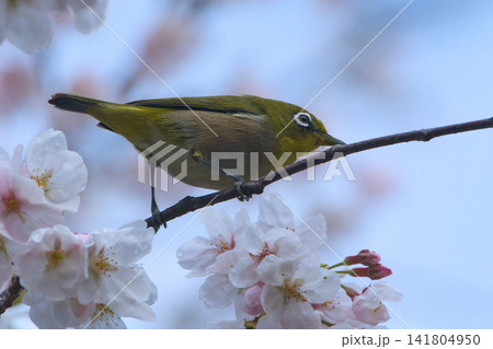 桜の蜜を吸うメジロ 141804950