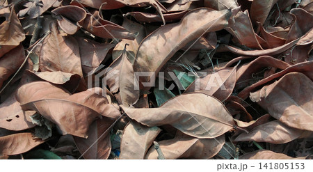 Pile of dry brown fallen leaves texture Pile of dry brown fallen leaves texture 141805153