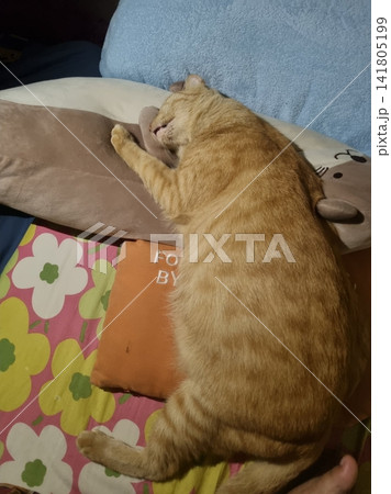 An Indonesian domestic cat with a sleek coat and playful personality, lounging in a sunny spot. Perfect for pet photography, showcasing the charm and beauty of local feline companions at home. 141805199