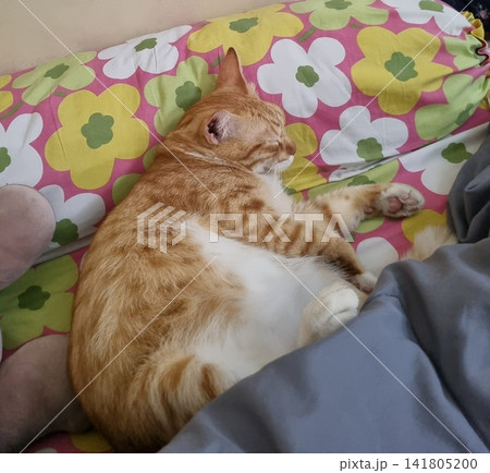 Adorable cat with soft, fluffy fur and bright, curious eyes. A symbol of elegance and purity, perfect for pet lovers and feline enthusiasts. Playful, gentle, and irresistibly cute! 141805200
