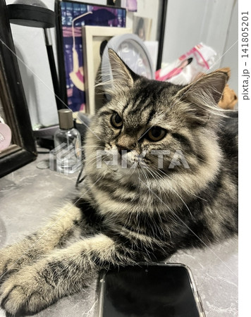 Adorable cat with soft, fluffy fur and bright, curious eyes. A symbol of elegance and purity, perfect for pet lovers and feline enthusiasts. Playful, gentle, and irresistibly cute! 141805201